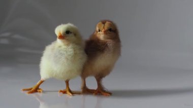 Beyaz üzerine iki küçük kahverengi ve sarı tavuk. Sevimli küçük piliçler. Yeni doğmuş kümes hayvanları, açık arkaplanda kahverengi tavuk gagası. Paskalya, çiftlik konsepti. Seçici odak.