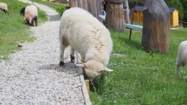 Yeşil çimlerde otlayan koyun sürüsü. Çiftçilik. Yakın plan. Koyun besleme anı. Aç hayvanlar yeşil ot yer. Boynunda çan olan tüylü koyunlar güneşli bir günde Karpat dağlarında otlar..