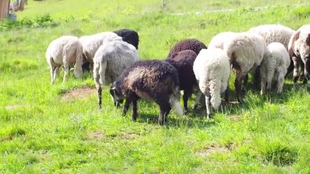 緑の芝生の中で羊の放牧の群れ 閉鎖中だ 羊の給餌の瞬間 空腹の動物は緑の草を食べる 晴れた日にカルパチア山脈の首の草の上に鐘のあるふわふわの羊 — ストック動画