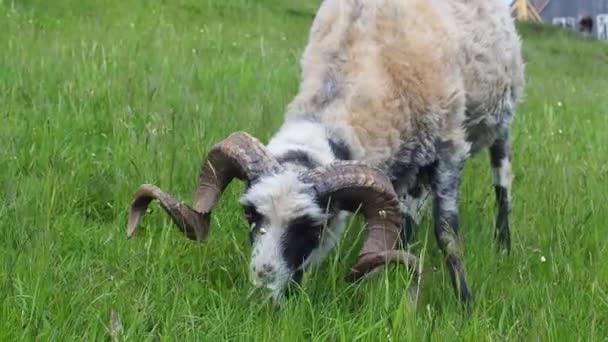 Owce Pasą Się Zielonej Trawie Rolnictwo Zbliżenie Moment Karmienia Owiec — Wideo stockowe