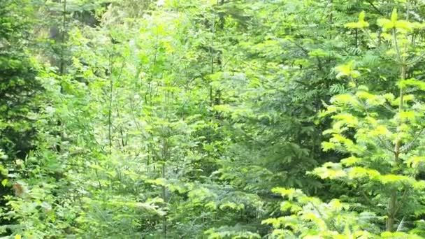 森林镜头 在日出后的背光下 柔软的植物枝条闪闪发光 有绿色叶子的植物背景 树叶在风中摇曳 与光抗衡 — 图库视频影像