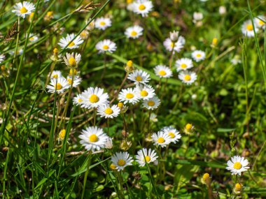 Bahçedeki papatya çiçekleri. Papatya çayı ve yeşil çimen. Güneşli bir günde papatya tarlası. Yazın papatya çiçeği. Bir grup papatya, üst manzara. Açan kır çiçekleri.