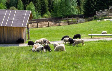 Yeşil çimlerde otlayan koyun sürüsü. Çiftçilik. Yakın plan. Koyun besleme anı. Aç hayvanlar yeşil ot yer. Boynunda çan olan tüylü koyunlar güneşli bir günde Karpat dağlarında otlar..