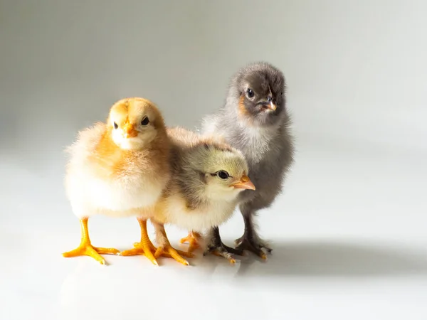 Drei Kleine Braune Und Gelbe Hühner Mit Platz Für Text lizenzfreie Stockbilder