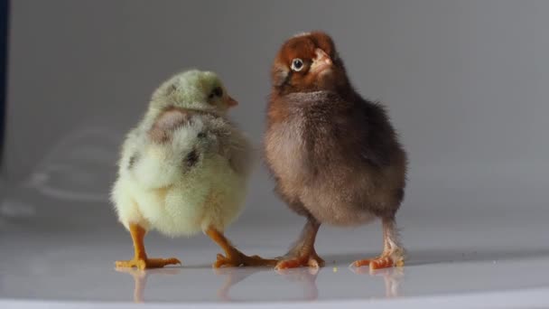 Beyaz Üzerine Iki Küçük Kahverengi Sarı Tavuk Sevimli Küçük Piliçler — Stok video