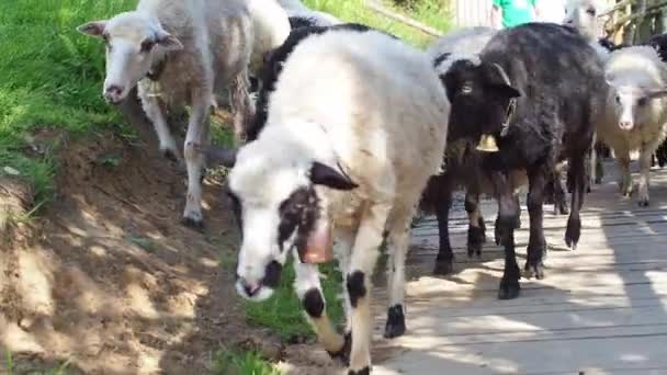 Φλάφι Πρόβατα Καμπάνα Στο Λαιμό Περπάτημα Καρπάθια Βουνά Μια Ηλιόλουστη — Αρχείο Βίντεο