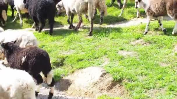 Puszysta Owca Dzwonkiem Szyi Spaceruje Karpatach Słoneczny Dzień Owce Pasą — Wideo stockowe