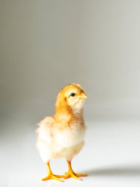 Beyaz üzerine küçük kahverengi tavuk ve yazı için boşluk. Dekoratif tema için sevimli bir piliç. Yeni doğmuş kümes hayvanları, açık arkaplanda sarı tavuk gagası. Paskalya, çiftlik konsepti. Seçici odak.