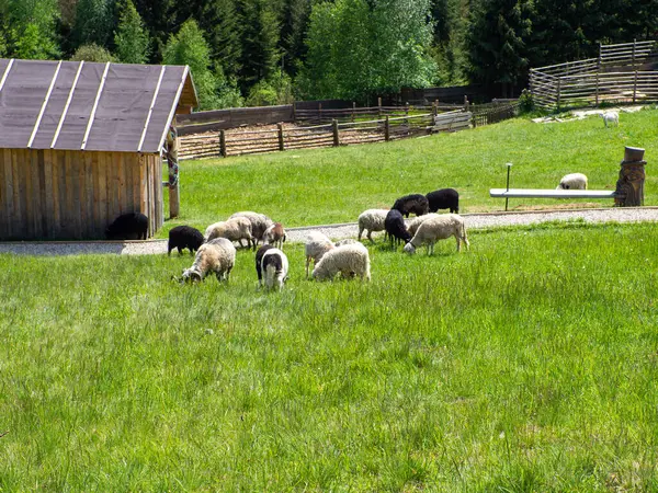 Herd Sheep Grazing Green Grass Farming Close Sheep Feeding Moment — Stock Photo, Image