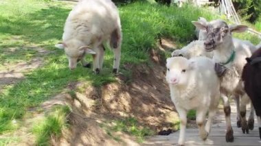 Güneşli bir günde Karpatlar 'ın dağlarında boynunda çan olan tüylü koyunlar. Yeşil çimlerde otlayan koyunlar. Çiftçilik. Yakın plan. Koyun besleme anı. Aç hayvan yeşil ot yer.