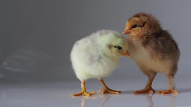 两只昏昏欲睡的小红鸡和黄鸡在白鸡上互相取暖 可爱的小鸡 刚出生的家禽褐色的嘴 背景浅 复活节 农场概念 有选择的重点 — 图库视频影像