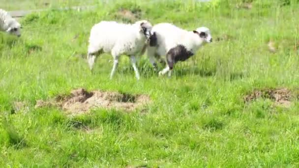 Puszyste Owce Dzwonkiem Szyi Biegające Karpatach Słoneczny Dzień Owce Pasą — Wideo stockowe