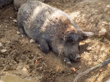  Sıcak bir günde gözleri kapalı, tembel bir yaban domuzu yerde yatıyor. Gri tüylü domuz Sus Scrofa çayırda uyuyor. Tembel Kavram. Kapat.