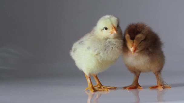 两只昏昏欲睡的小红鸡和黄鸡在白鸡上互相取暖 可爱的小鸡 刚出生的家禽褐色的嘴 背景浅 复活节 农场概念 有选择的重点 — 图库视频影像