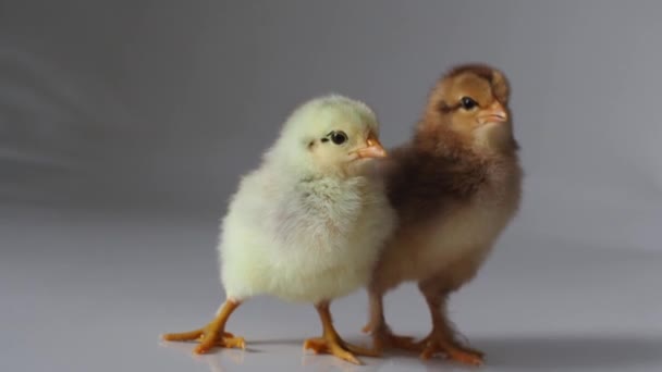 白に小さな茶色と黄色の鶏2羽 可愛い子ね 生まれたての鶏の茶色の鶏は明るい背景でくちばし イースター 農場の概念 選択的焦点 — ストック動画
