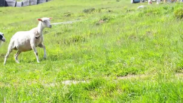 阳光灿烂的日子里 在喀尔巴阡山脉里 脖子上挂着铃铛的蓬松的羊在奔跑 羊在绿草中吃草 羊食时刻 饥饿的动物吃青草 — 图库视频影像