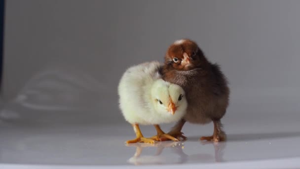 Twee Kleine Slaperige Bruine Gele Kippen Verwarmen Elkaar Wit Schattige — Stockvideo