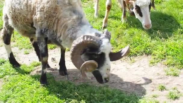 阳光灿烂的日子里 在喀尔巴阡山脉散步的毛茸茸的山羊 长着大扭曲的角 羊在绿草中吃草 羊食时刻 饥饿的动物吃青草 — 图库视频影像