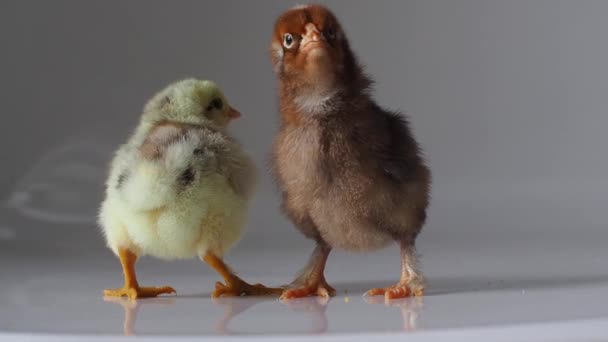 白に小さな茶色と黄色の鶏2羽 可愛い子ね 生まれたての鶏の茶色の鶏は明るい背景でくちばし イースター 農場の概念 選択的焦点 — ストック動画
