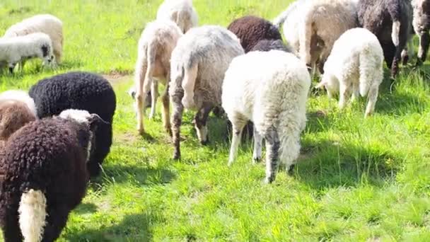 緑の芝生の中で羊の放牧の群れ 閉鎖中だ 羊の給餌の瞬間 空腹の動物は緑の草を食べる 晴れた日にカルパチア山脈の首の草の上に鐘のあるふわふわの羊 — ストック動画