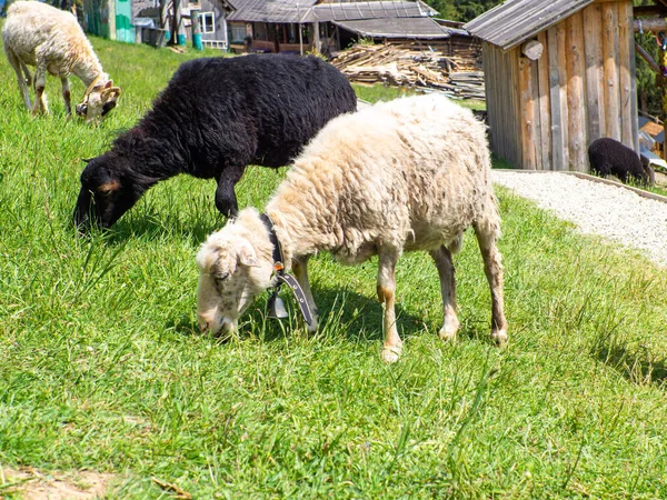 Herd Sheep Grazing Green Grass Farming Close Sheep Feeding Moment — Stock Photo, Image