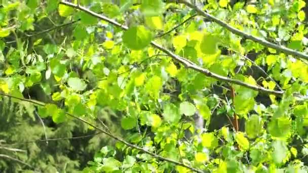 森林镜头 在日出后的背光下 柔软的植物枝条闪闪发光 有绿色叶子的植物背景 山杨的叶子 俗称山杨 在风中运动 抵御阳光 — 图库视频影像