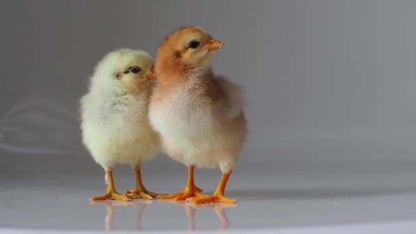Twee Kleine Bruine Gele Kippen Wit Schattige Kleine Kuikens Pasgeboren — Stockvideo