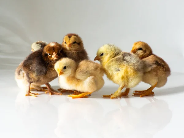 Sechs Kleine Braune Und Gelbe Hühner Mit Platz Für Text Stockfoto