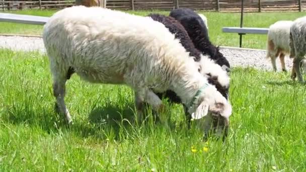 Stado Owiec Pasących Się Zielonej Trawie Rolnictwo Zbliżenie Moment Karmienia — Wideo stockowe