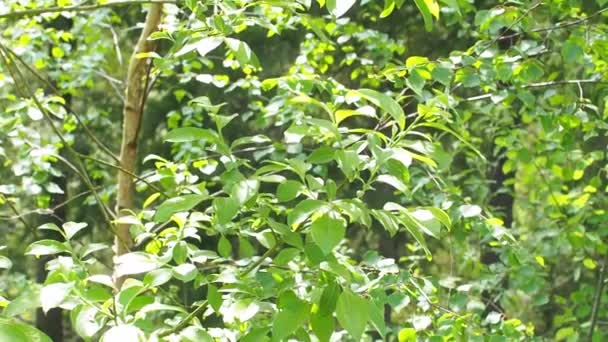 Záběry Lesa Měkké Rostlinné Větve Jiskřily Vycházejícím Podsvícení Rostlinné Pozadí — Stock video