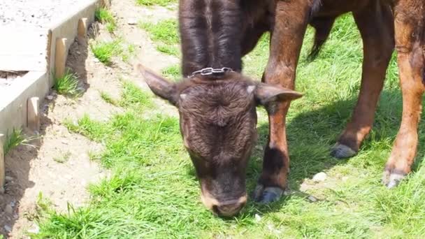 庭の緑の芝生の小さな茶色の子牛の放牧 牛の放牧だけだ 田舎の晴れた夏の日に小さな牛が新鮮な草を食べて噛む — ストック動画