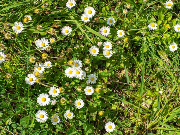 Chamomile Flowers Garden Camomile Green Grass Nature Field Camomiles Sunny — Stock Photo, Image