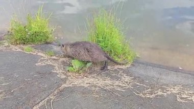 Ragondins ailesinin kemirgenleri yaz günlerinde yeşil bitki yerler. Misk Faresi yiyecek aramak için karada sürünür. Nutria göl kıyısında. Myocastor coypu ot ve çiçek yiyor. Doğadaki vahşi hayvan.