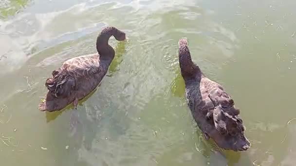 Couple Black Swans Swimming Lake Eating Green Grass Floating Water — Stock Video