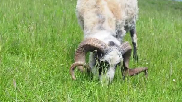 羊在绿草中吃草 羊食时刻 饥饿的动物吃青草 在一个阳光明媚的日子里 在喀尔巴阡山脉里 长着铃铛和大角的毛茸茸的羊在吃草 — 图库视频影像