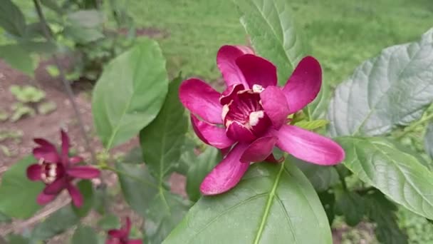 东方甜灌木 花椰菜花 也叫卡罗莱纳灌木 不同品种的花的结合部哈特尔吉酒的罗尔斯通调料 红色大花朵的灌木 花开花膏 — 图库视频影像