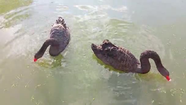 Δυο Μαύροι Κύκνοι Κολυμπούν Στη Λίμνη Και Τρώνε Πράσινο Γρασίδι — Αρχείο Βίντεο