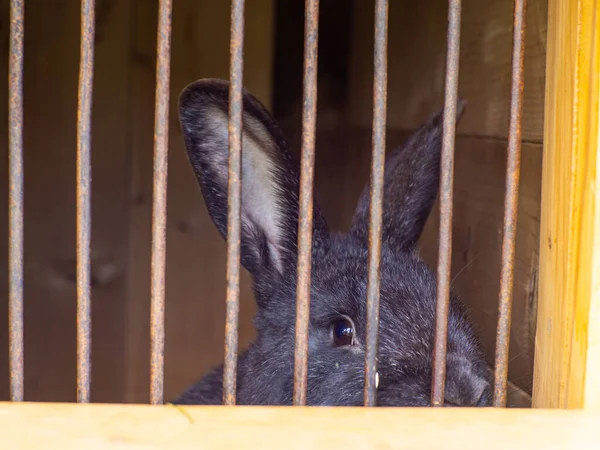 stock image Black rabbit in a cage. Pets at home. A beautiful black rabbit is waiting for food.