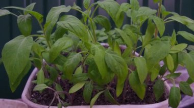 Tencerede domates fideleri. Konteynırlarda domates yetiştiriyorlar. Yakın çekim video, seçici odaklanma. Ev yapımı organik sebzeler. Fidanlar için saksıda yeşil domates filizleri.