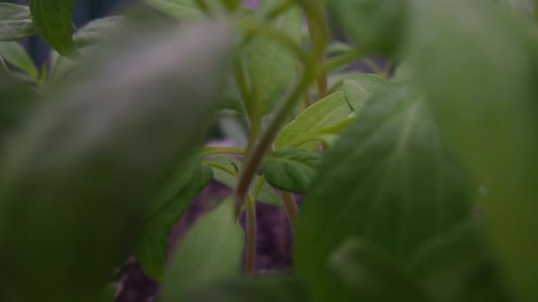Mudas Tomate Uma Panela Cultivo Tomates Recipientes Vídeo Close Foco — Vídeo de Stock