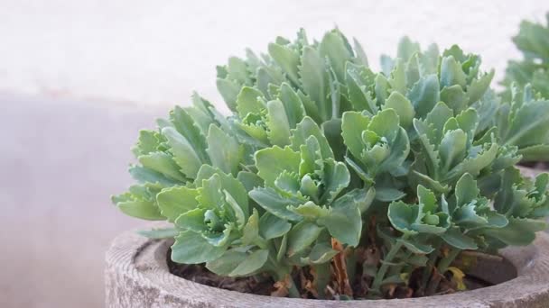 Green Garden Plant Hylotelephium Spectabile Pot Sprouts Sedum Telephium Succulent — Stock Video