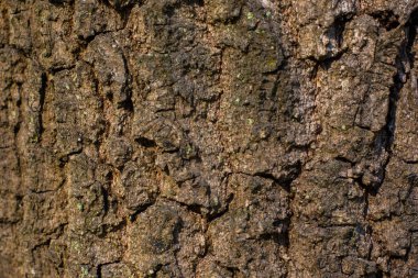 Ağaç kabuğu deseni. Lichen ve Moss bahar ormanlarındaki bir ağacın gövdesinde büyüyorlar. Fotoğrafı kapat. Renkli Doğal Arkaplan ve Doku. 