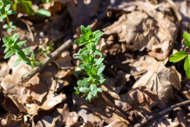 Taze yeşil çimenler ve rüzgâr çiçekleri olan bahar ormanı manzarası. İlkbaharda orman detayları. Bitkiler kuru yaprakların arasından filizlenir