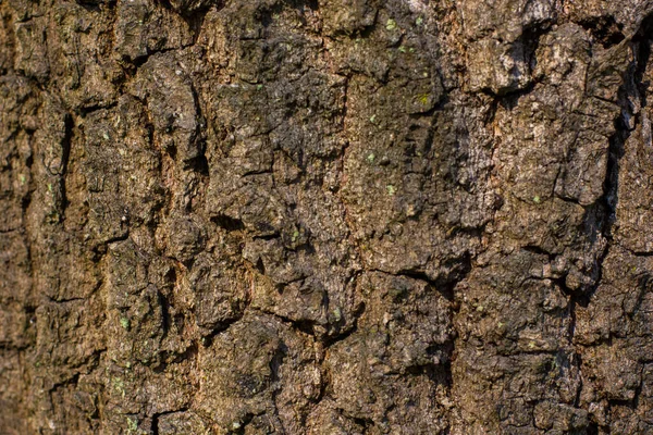 Ağaç Kabuğu Deseni Lichen Moss Bahar Ormanlarındaki Bir Ağacın Gövdesinde — Stok fotoğraf