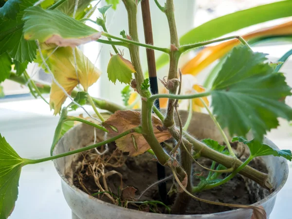 Pelargonium Grandiflorum hastalıklı, seçici odaklı. Sardunya çiçeklerinin bakteriyel hastalığının belirtileri olarak kurumuş yapraklar. Hasta sarımsaklı sardunya yaprakları saksıda, yakın plan..