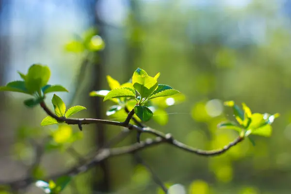 Gałąź Pąkami Młodymi Liśćmi Wiosną Lesie Zamknij Się Skup Się — Zdjęcie stockowe