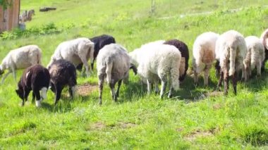 Yeşil çimlerde otlayan koyun sürüsü. Çiftçilik. Yakın plan. Koyun besleme anı. Aç hayvanlar yeşil ot yer. Güneşli bir günde Karpatya dağlarında boynunda çan olan tüylü koyunlar otluyor. Arka görünüm.