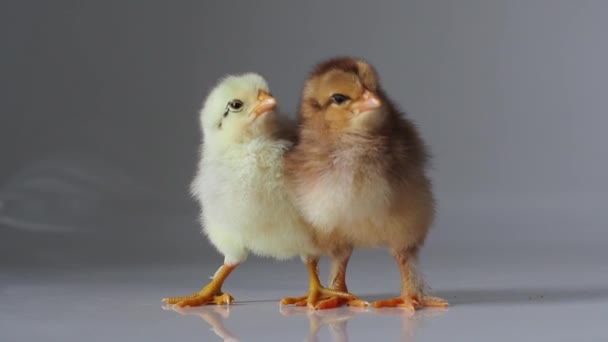 Two Small Sleepy Brown Yellow Chickens Warming Each Other White — Stock Video