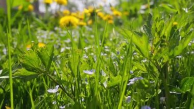 Bahçedeki karahindiba çiçekleri. Taraxacum officinale. Kabarık sarı tomurcuklu karahindiba çiçeği. Seçici odaklanma. Taraxacum, Asteraceae familyasından bir bitki cinsidir. Görüntü. Video.