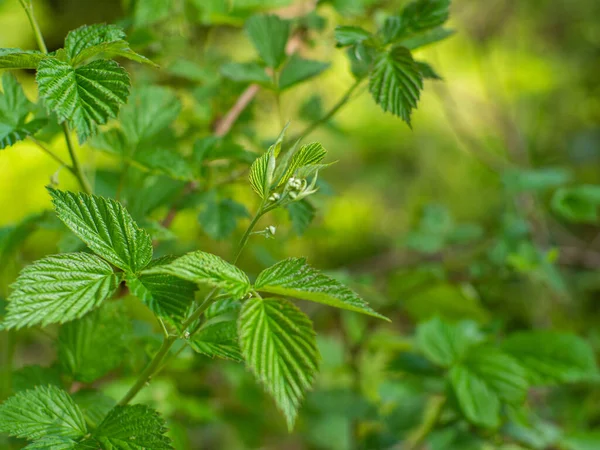Blühende Himbeerpflanze Wald Selektiver Fokus Kopierraum Der Strauch Der Sommer — Stockfoto